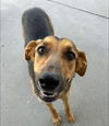 adoptable Dog in Bakersfield, CA named HOPE