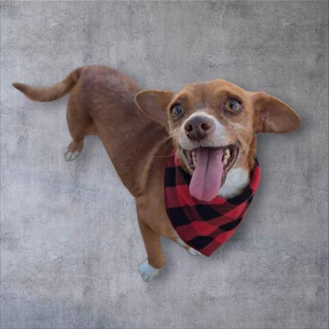 adoptable Dog in Bakersfield, CA named *MONTY