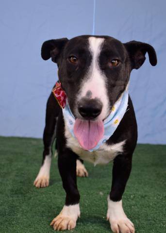 adoptable Dog in Bakersfield, CA named *FINN
