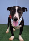 adoptable Dog in  named *FINN