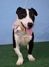 adoptable Dog in  named *FERN