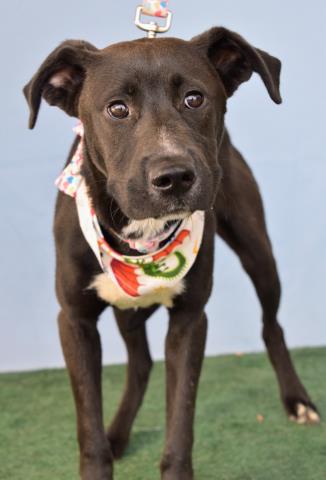 adoptable Dog in Bakersfield, CA named *REAPER