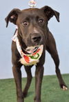 adoptable Dog in  named *REAPER