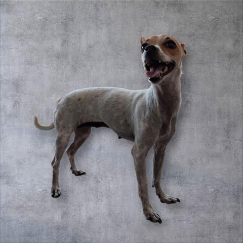 adoptable Dog in Bakersfield, CA named *LUCY
