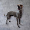 adoptable Dog in  named *LUCY