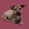 adoptable Dog in  named *RUDY