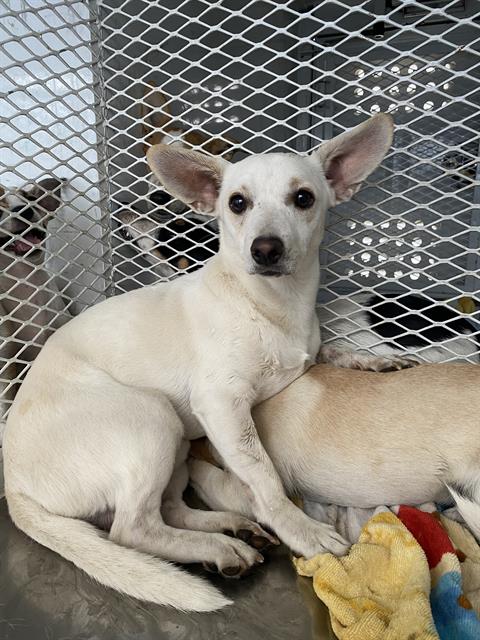 adoptable Dog in Bakersfield, CA named *GREG