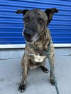 adoptable Dog in Bakersfield, CA named *EMMA