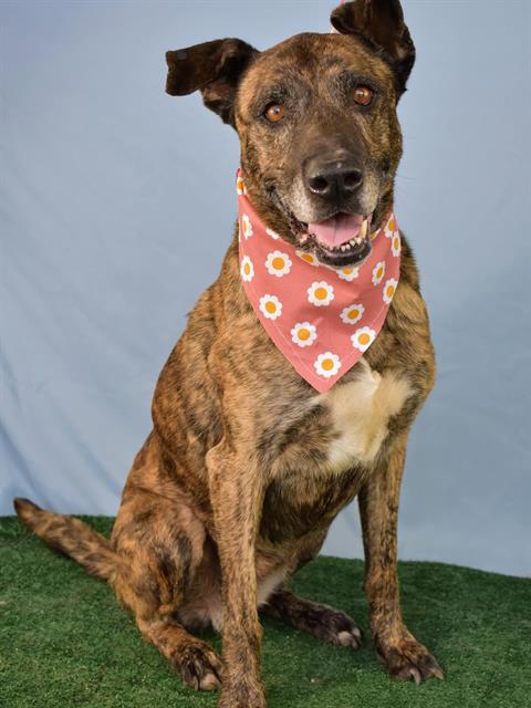 adoptable Dog in Bakersfield, CA named *EMMA