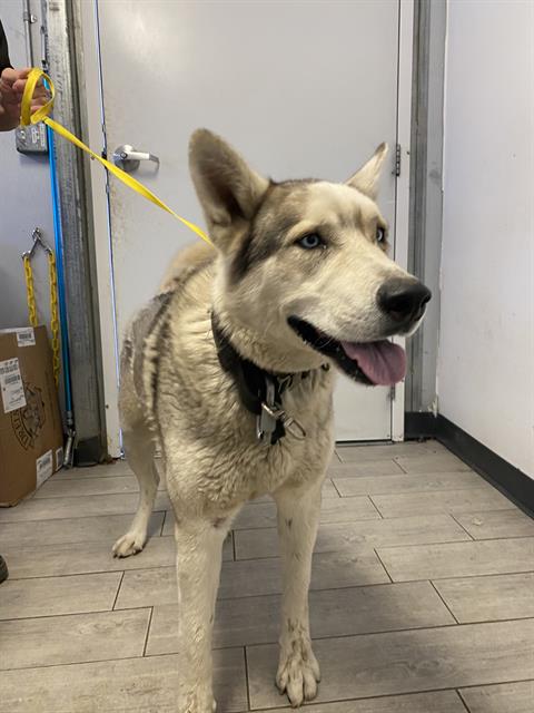 adoptable Dog in Bakersfield, CA named *THOR