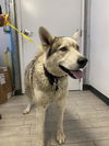 adoptable Dog in  named *THOR
