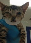 adoptable Cat in Bakersfield, CA named *BUBBLES