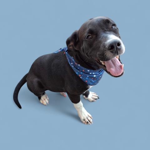 adoptable Dog in Bakersfield, CA named *DOMINO