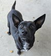 adoptable Dog in  named *LABUBU