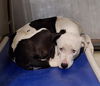 adoptable Dog in  named *ASPEN
