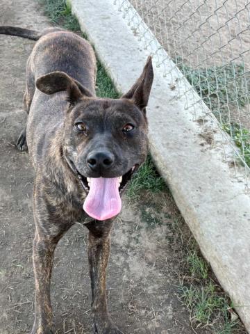 adoptable Dog in Bakersfield, CA named *HARVICK
