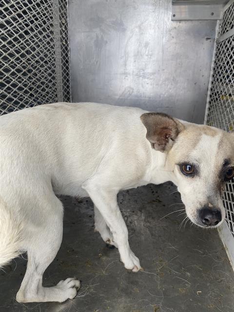 adoptable Dog in Bakersfield, CA named *LAURA