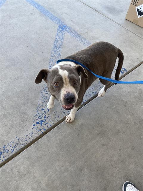 adoptable Dog in Bakersfield, CA named *LUCY