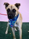 adoptable Dog in Bakersfield, CA named COOPER
