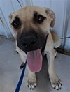 adoptable Dog in Bakersfield, CA named *MARIGOLD