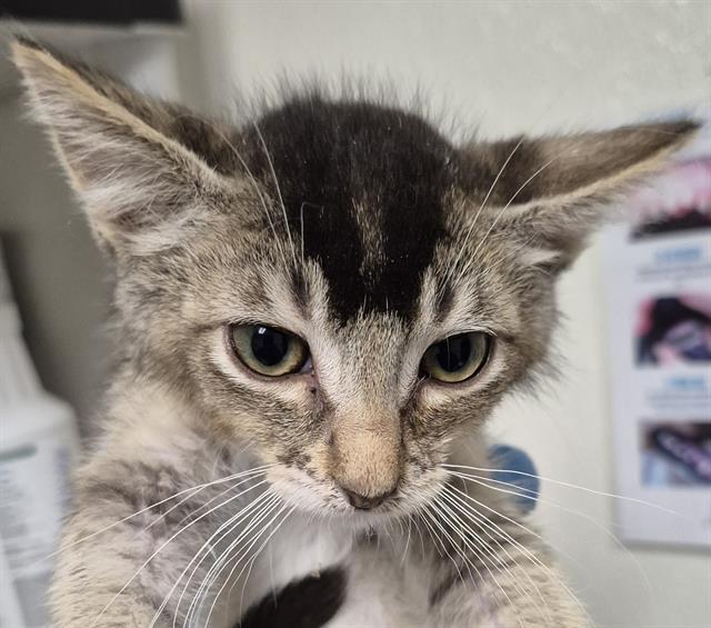 adoptable Cat in Bakersfield, CA named LEO