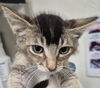 adoptable Cat in Bakersfield, CA named LEO