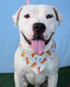 adoptable Dog in  named *CHAMP