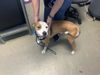 adoptable Dog in  named CHARLIE