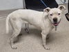 adoptable Dog in  named *SULLY
