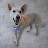 adoptable Dog in  named *XENA