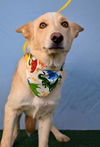 adoptable Dog in  named *BANNER