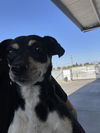 adoptable Dog in  named *AMBER