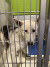 adoptable Dog in  named STONE