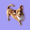 adoptable Dog in Bakersfield, CA named DAISY
