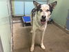adoptable Dog in Bakersfield, CA named SPOT