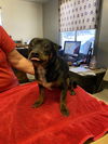adoptable Dog in  named *FIONA/ROSY