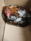 adoptable Chicken in  named *HENRY