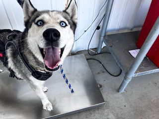 adoptable Dog in Bakersfield, CA named *SNOWDROP