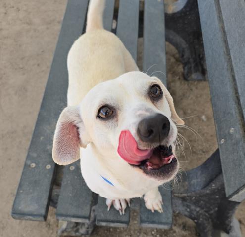 adoptable Dog in Bakersfield, CA named GORDO