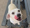 adoptable Dog in  named GORDO