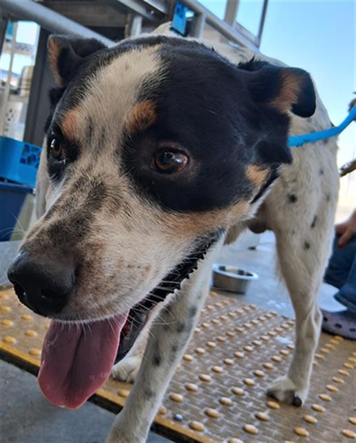 adoptable Dog in Bakersfield, CA named *SALMON