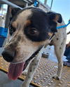 adoptable Dog in Bakersfield, CA named *SALMON