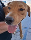 adoptable Dog in Bakersfield, CA named *TROUT