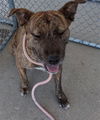 adoptable Dog in Bakersfield, CA named *TUNA