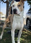 adoptable Dog in Bakersfield, CA named *MACK