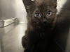 adoptable Cat in Bakersfield, CA named *COCO