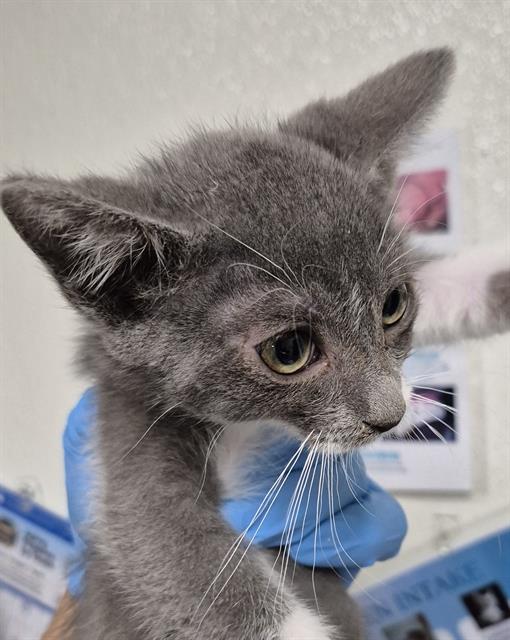 adoptable Cat in Bakersfield, CA named MARBLE