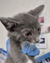 adoptable Cat in Bakersfield, CA named MARBLE