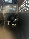 adoptable Cat in Bakersfield, CA named *LILLY
