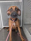 adoptable Dog in  named MOOSE